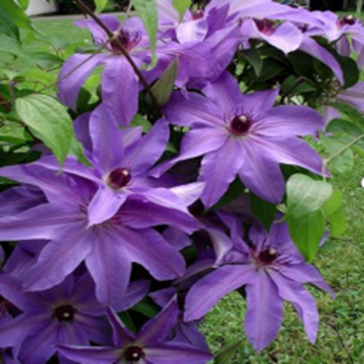 Клематис гибридный Блю Равин